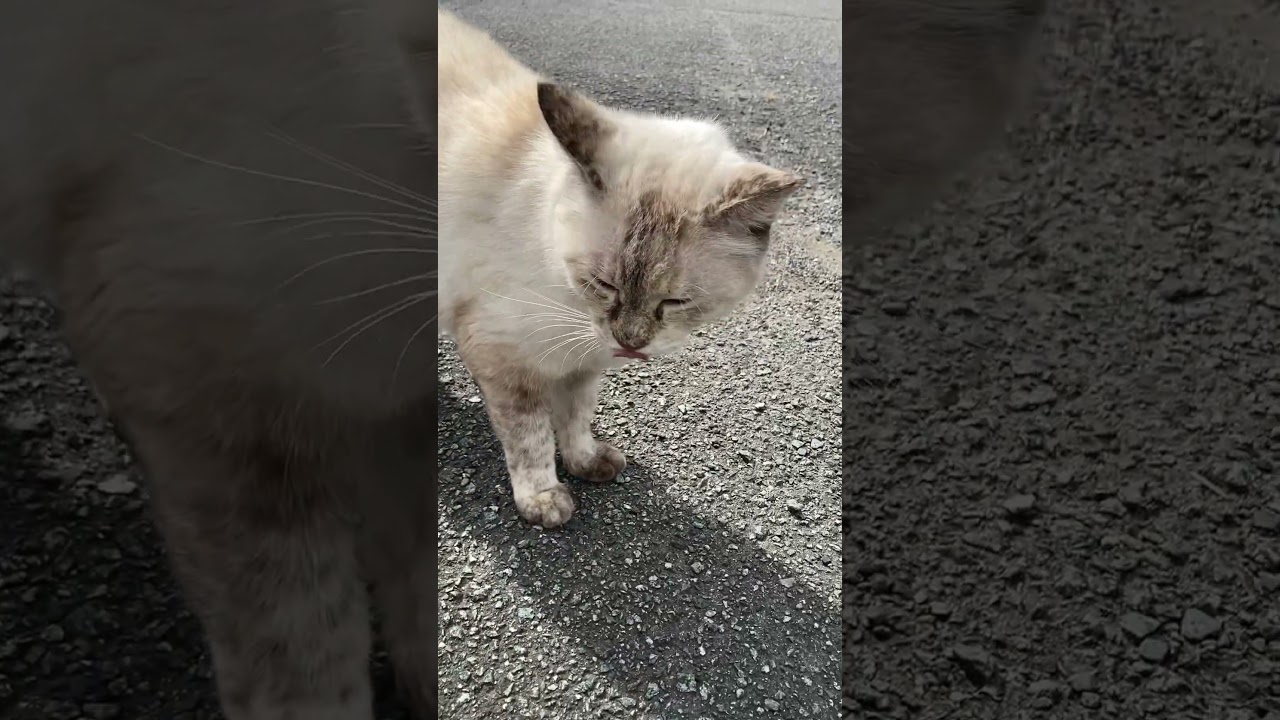 地域猫のシャムちゃん、変わらず元気です！　#cat #地域猫