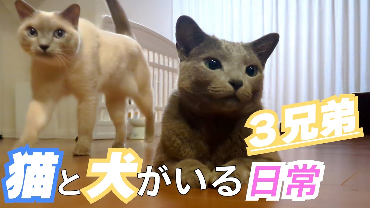 【猫と犬のいる日常1】【ロシアンブルー×トンキニーズ×チワワ】普段の１コマ（#138  ）