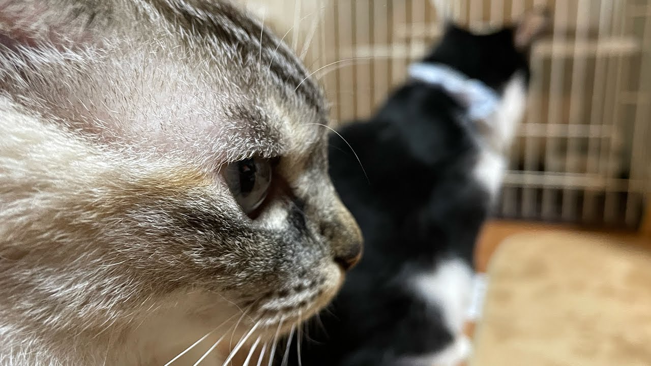 猫の一日の様子