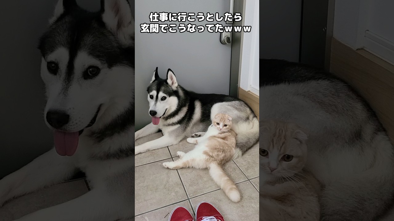 仕事に行こうとしたら玄関で猫と犬がこうなってました...笑#shorts