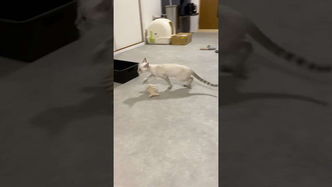 リビング気になるね　#元保護猫　#シャムトラ　#シャムミックス　#cat #猫耳 #kitten #シャムmix  #子猫 #猫耳