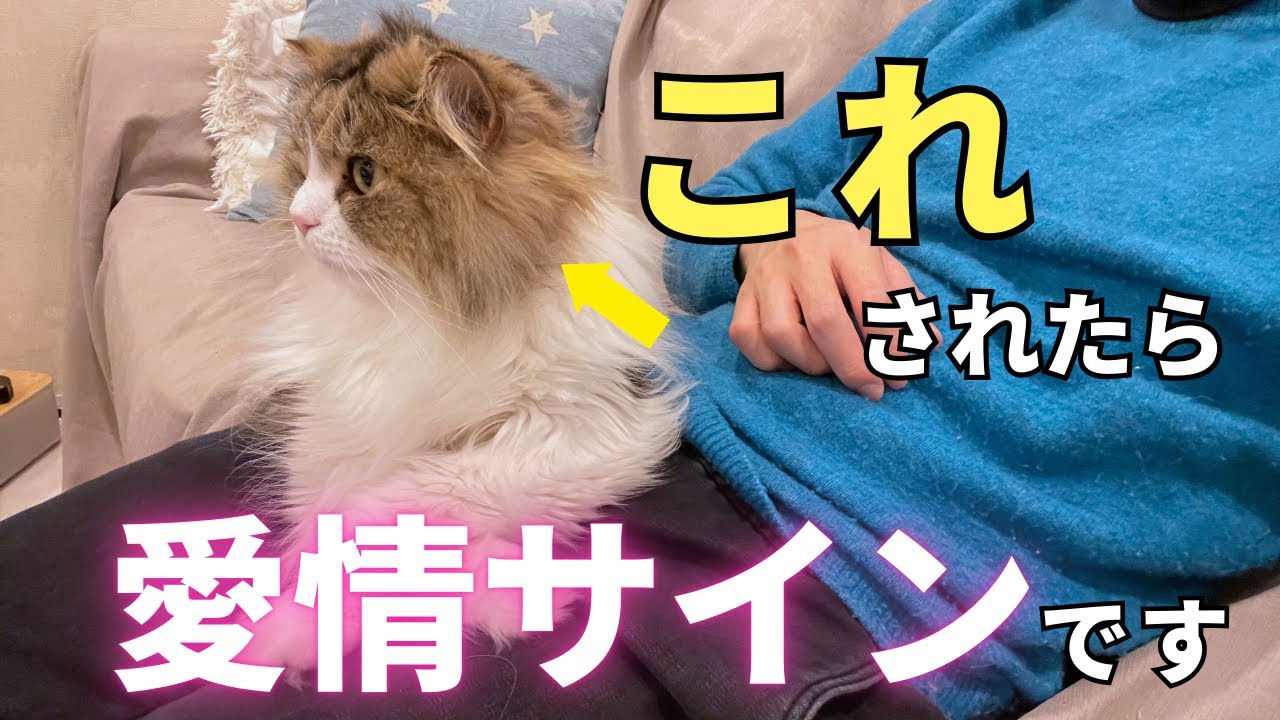 【永久保存版】猫が飼い主にこっそり送っている愛情サイン10選