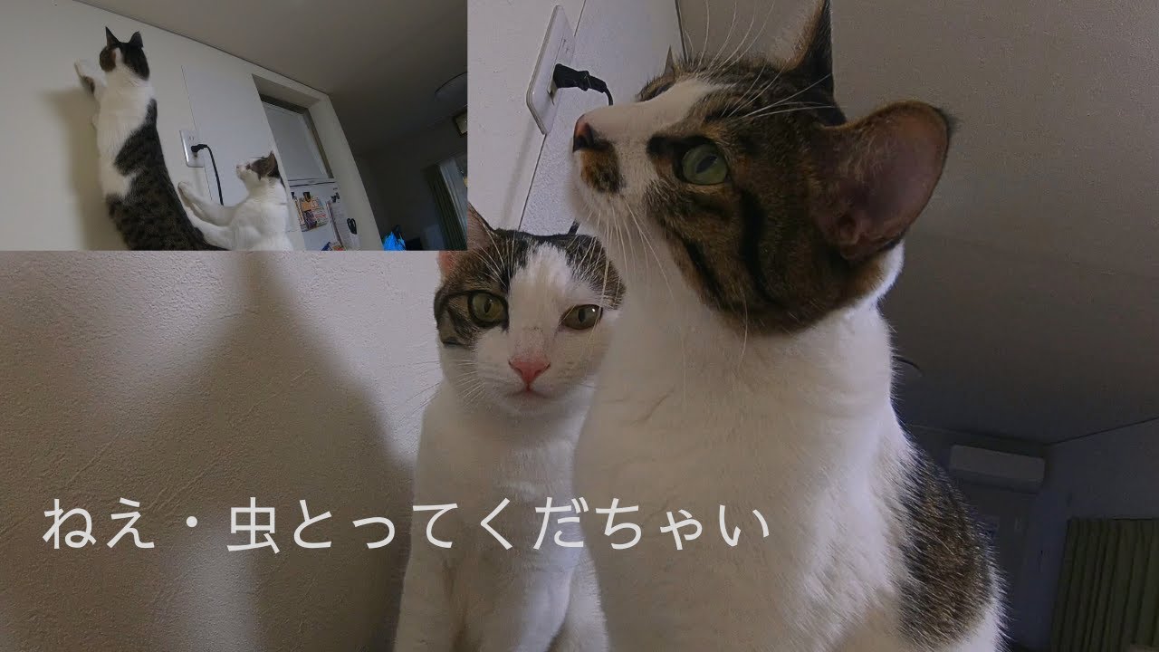 壁の虫をとってれとせがむ猫の兄妹　癒やされます