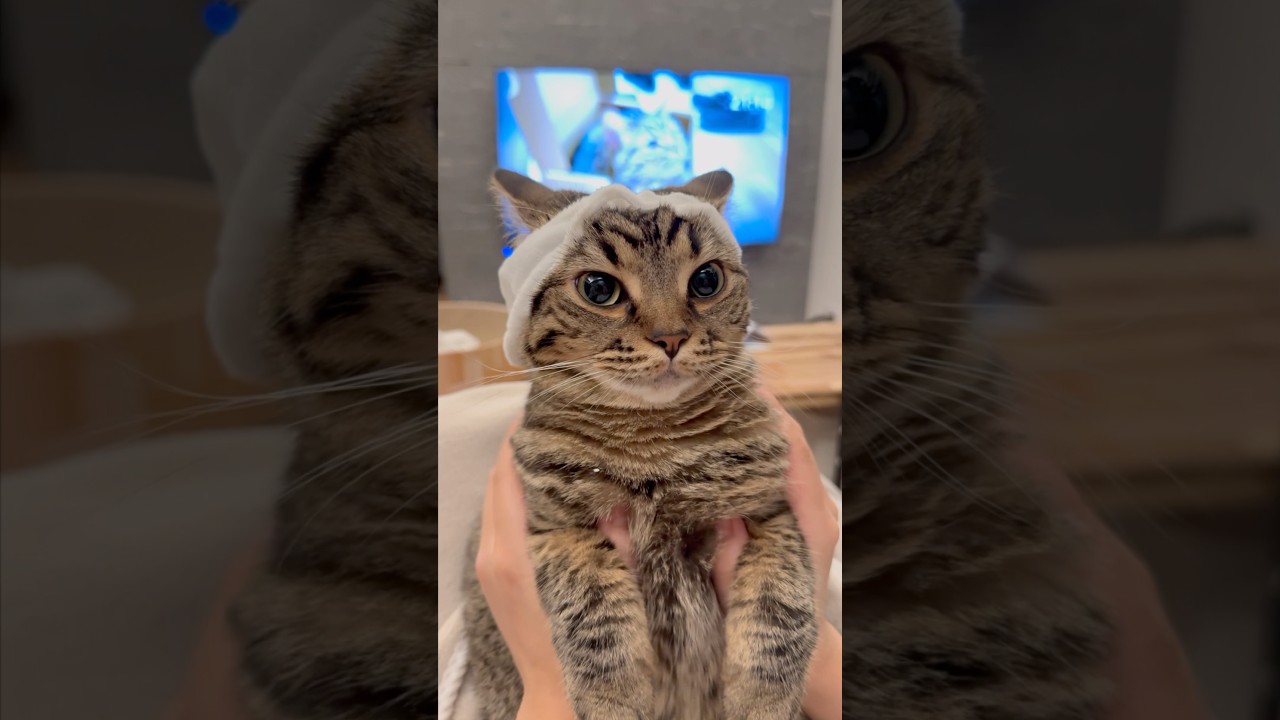 【猫動画】洗顔前の女子みたいな子猫が可愛すぎるwww #shorts