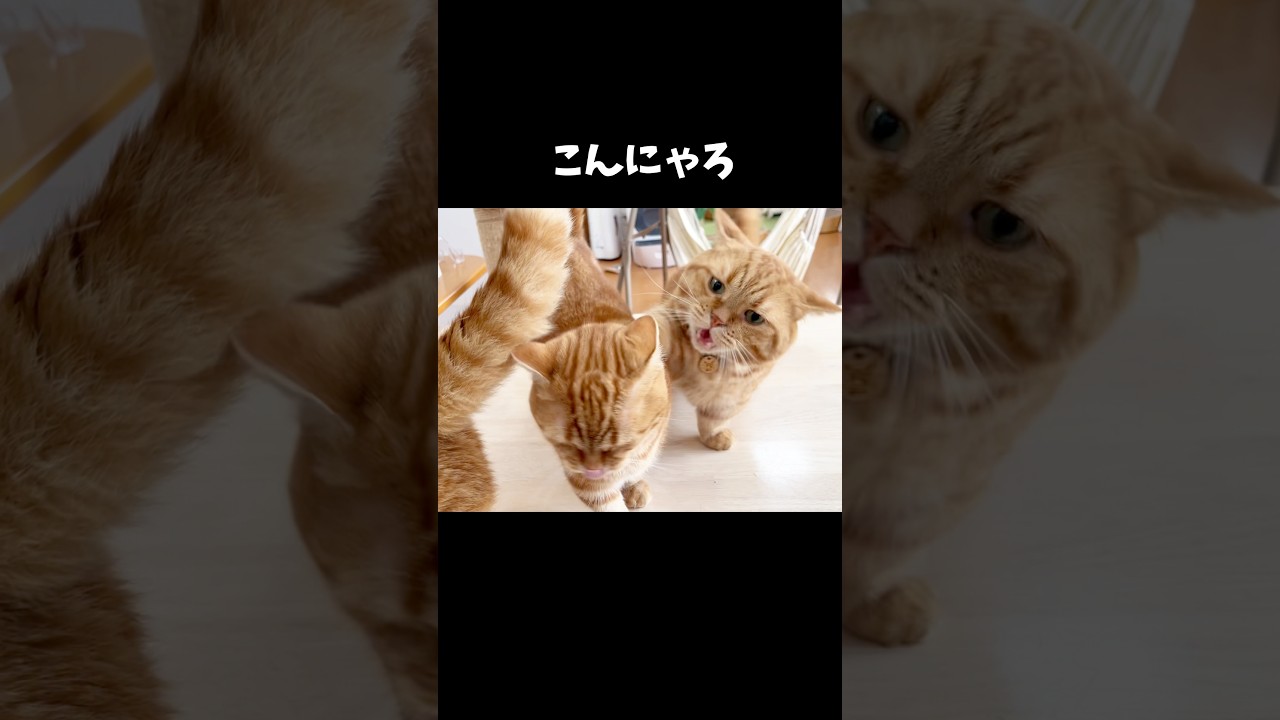 優しい息子に対してつい反抗しちゃうパパ... #猫 #マンチカン #shorts
