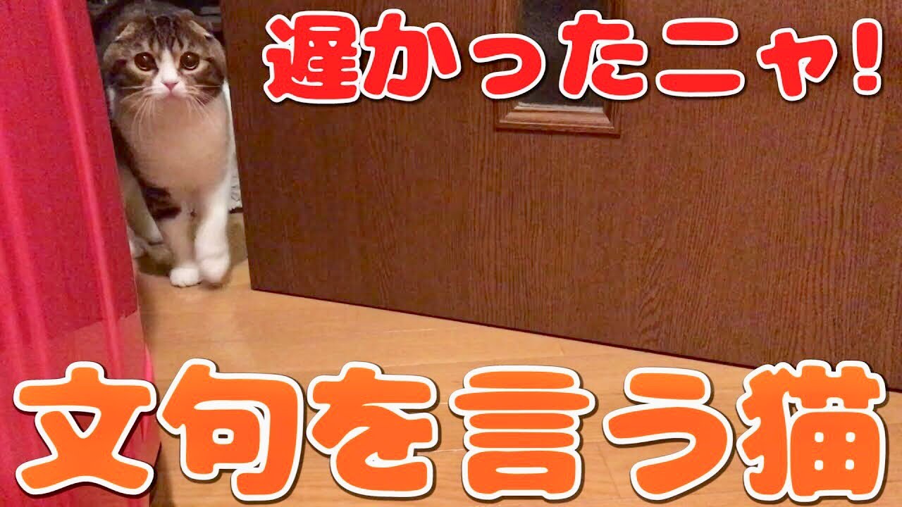 帰宅した飼い主に説教しながら甘える猫【スコティッシュフォールド】【Scottish Fold】