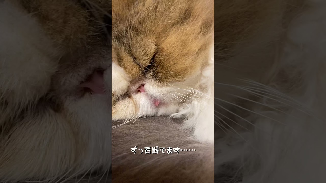 【ペルシャ猫】ぐーすか寝ています😴【癒し】 #shorts