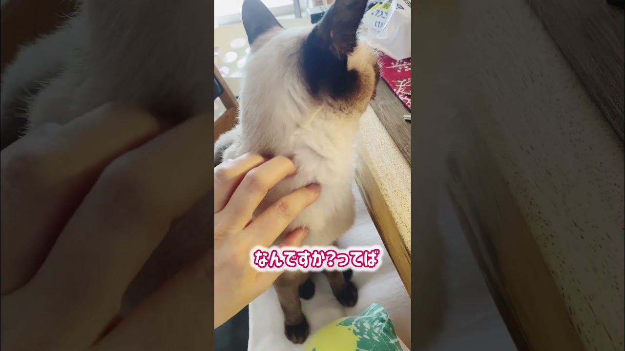 シャム猫ムーン🌙チャンネル・もじもじムーン #moon #siamese ＃しゃむねこ