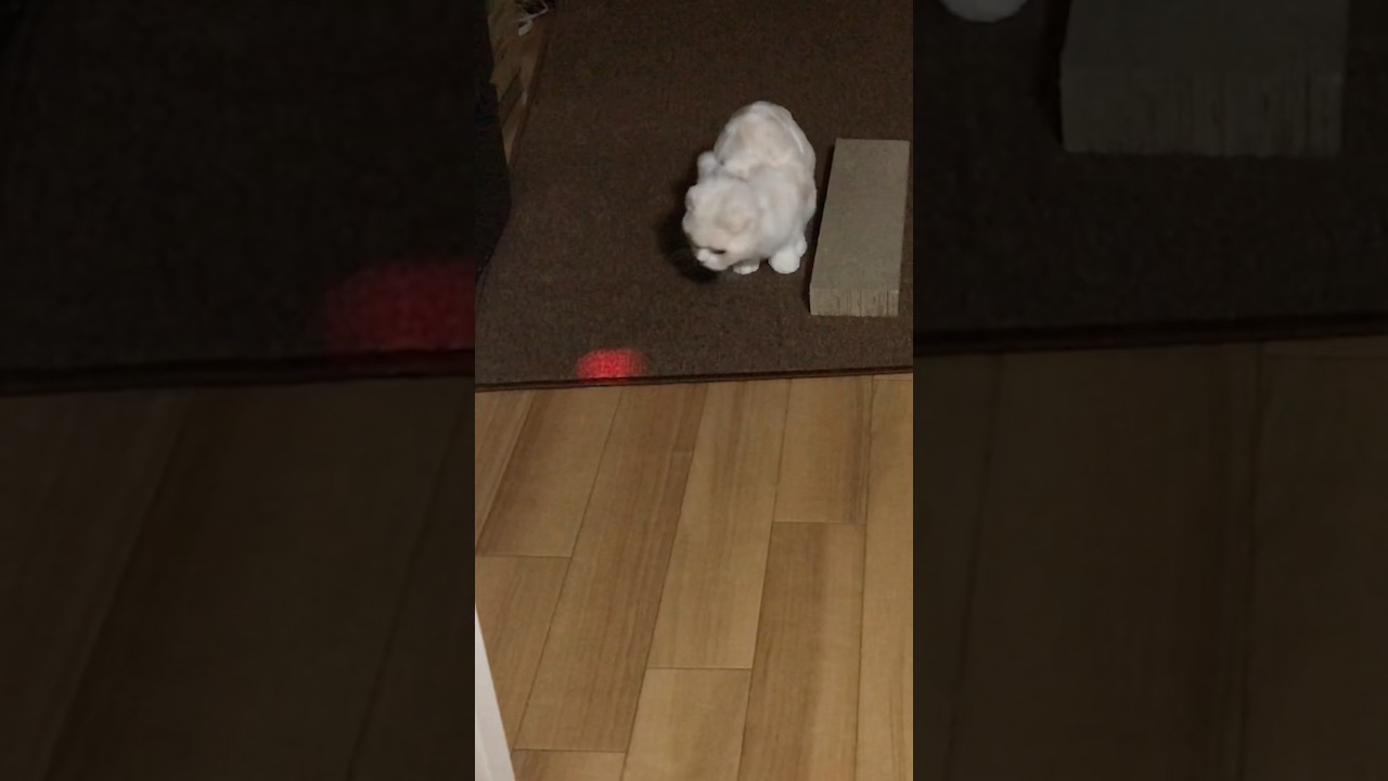 首が取れそうな勢いで興奮の初チュービーム 短