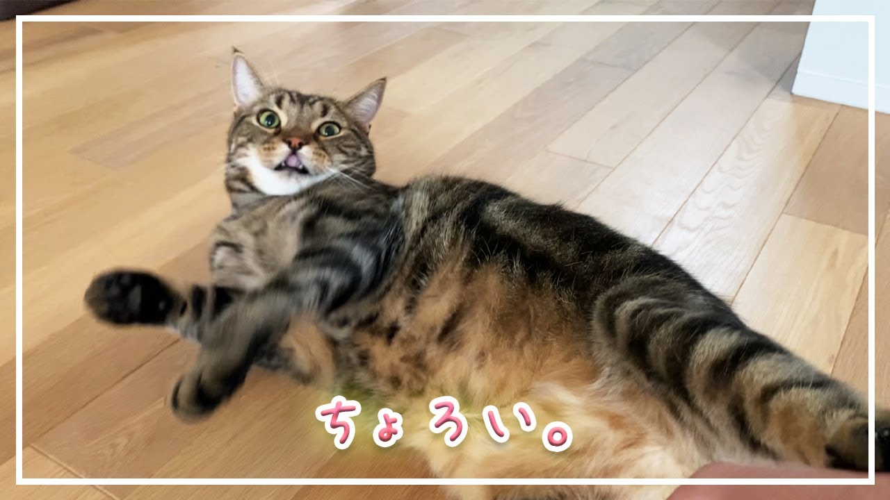 【ほっけ】何だかんだで誤魔化される猫【アメショ】