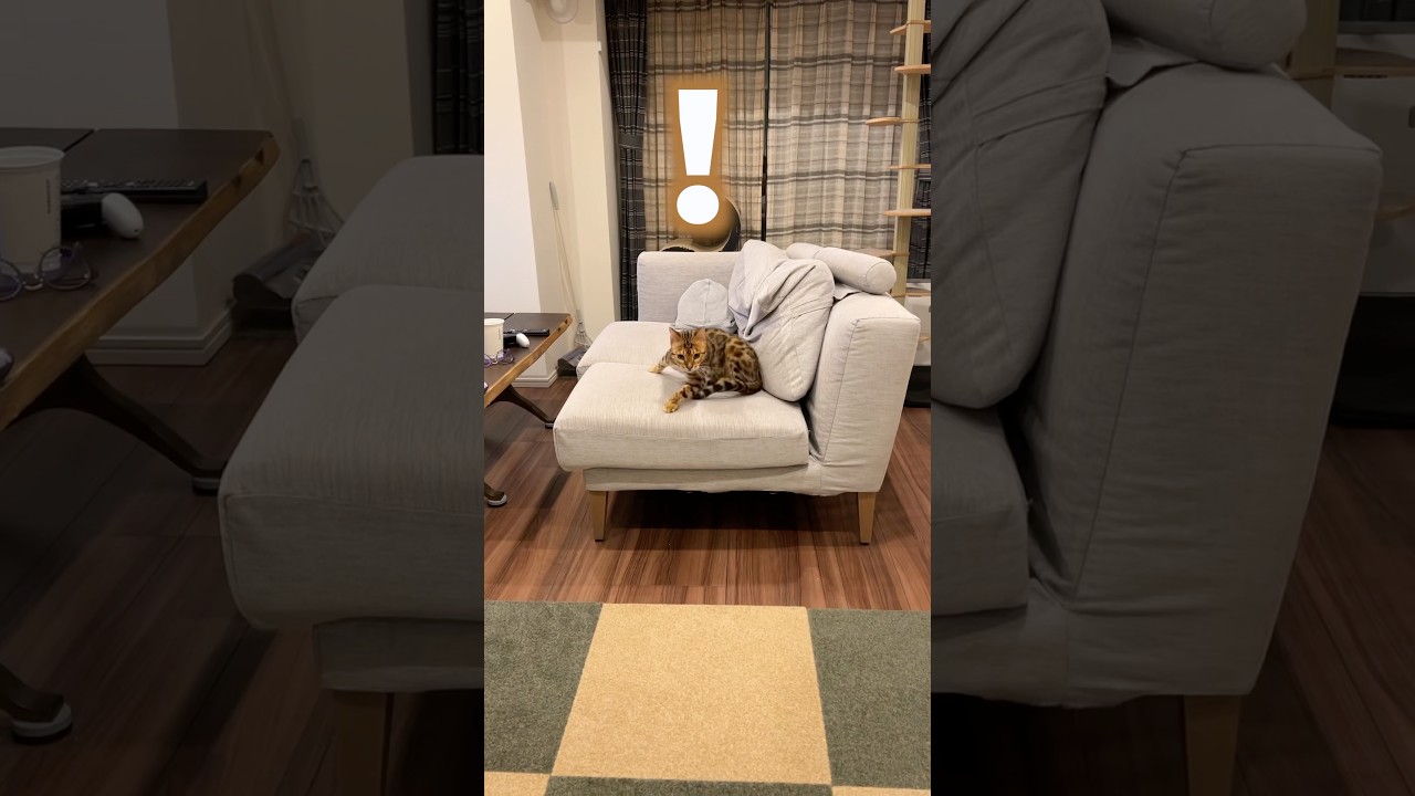 飼い主の声に翻弄されまくる猫 #ルトロゼ #ベンガル #cat