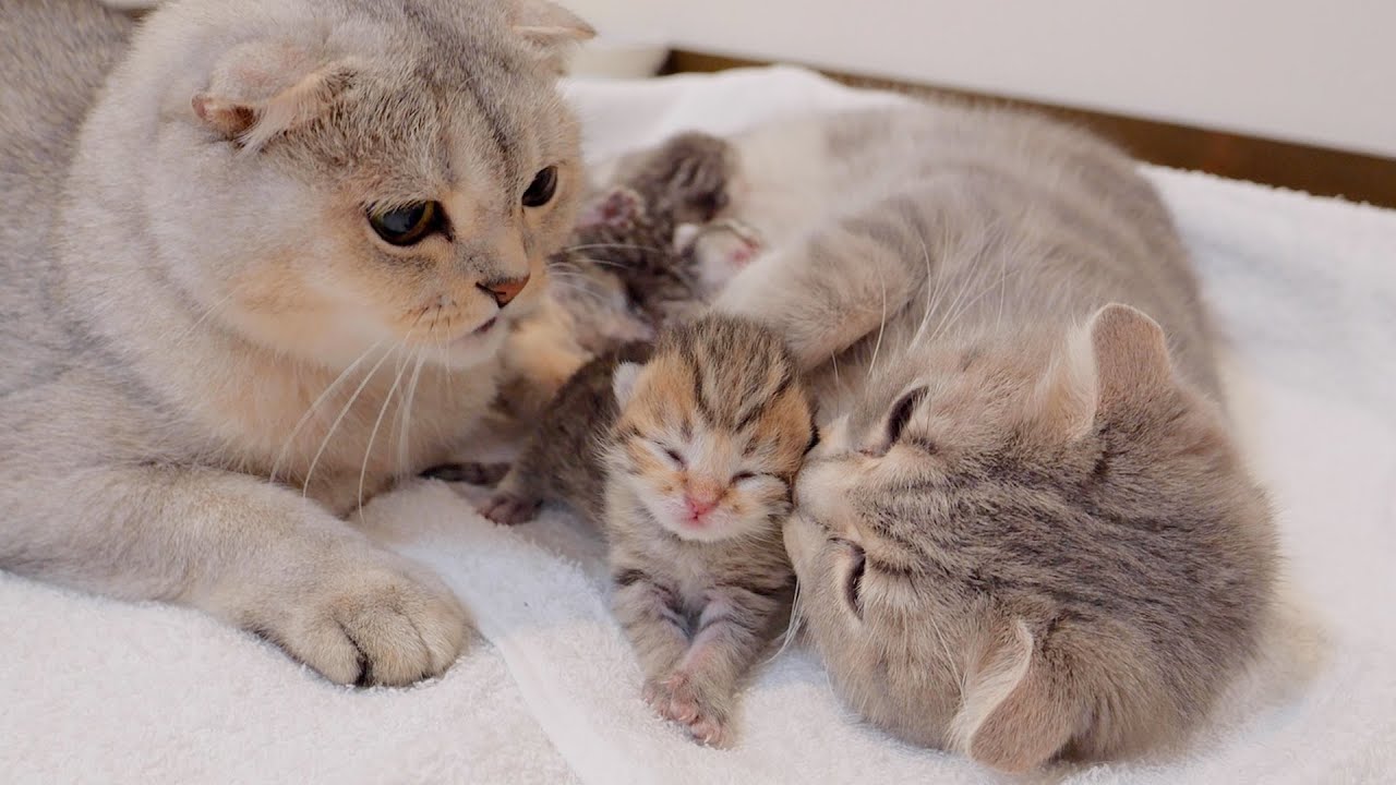 Here is Latte, the big brother cat who is working hard to raise the kittens!