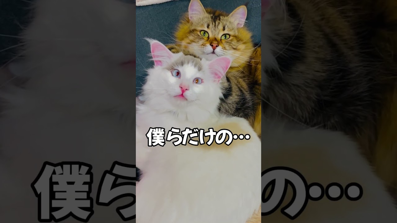 僕の隣はいつもきみ…#shors #サイベリアン #ラグドール男の子