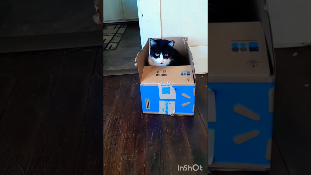 Cat Package is Here, she loves playing in boxes. She's a manx kitty /kitten. #cat #cats #cutecat