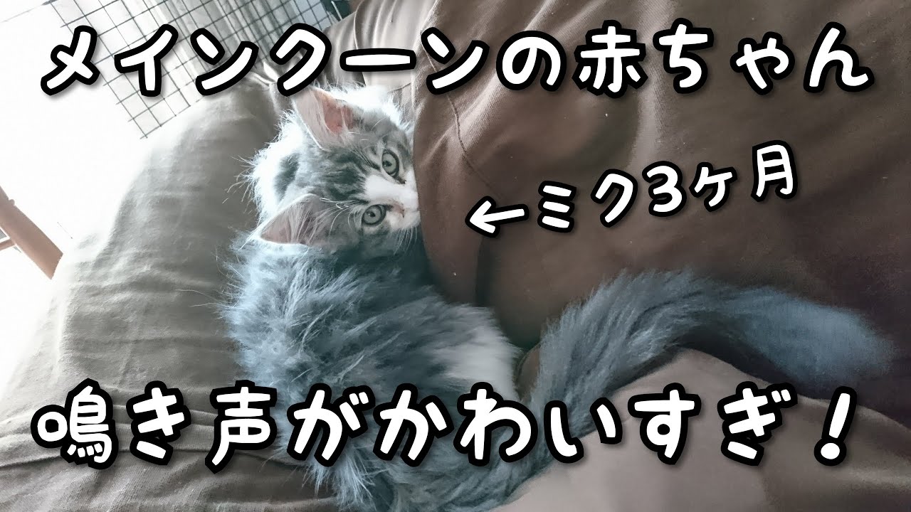 子猫の鳴き声がかわいすぎる【メインクーン3ヶ月】