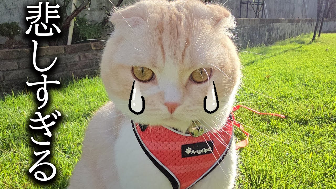 ずっと黙ってましたが悲しい事がありました