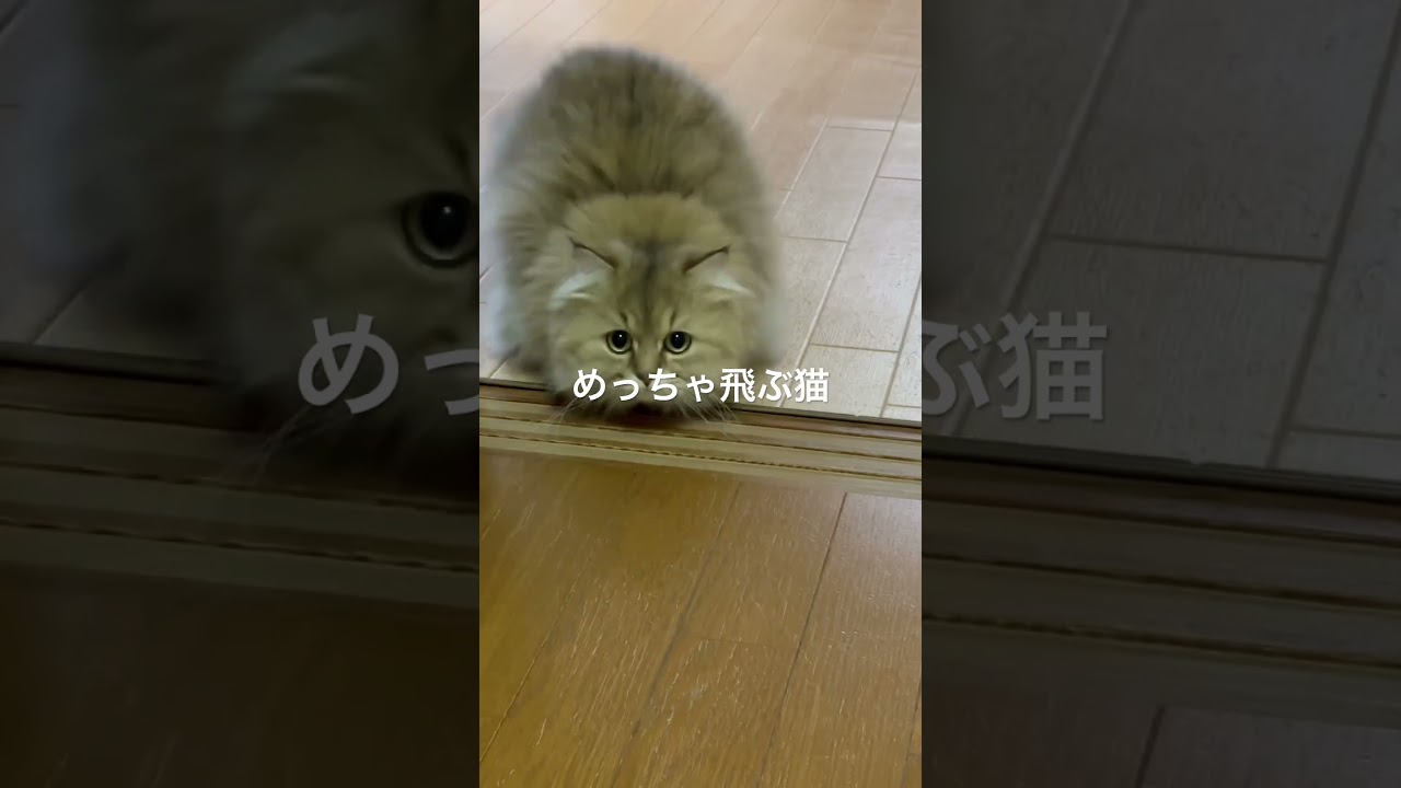 ぬいぐるみが飛んでるみたいな猫！