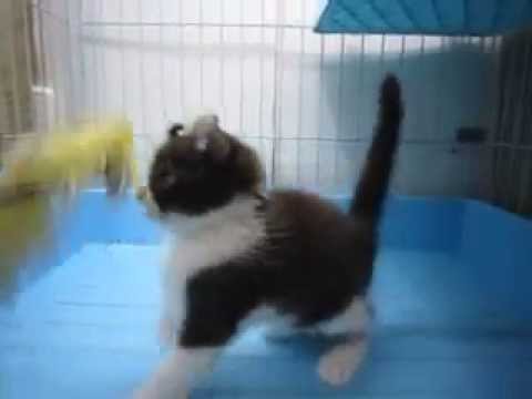 アメリカンカールのブラック&ホワイトの男の子No 14067