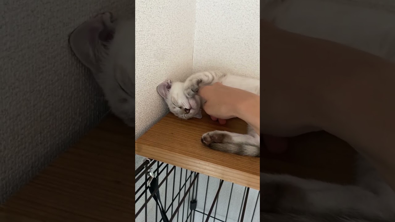気持ちよさそうな顔をする猫　#元保護猫　#シャムトラ　#シャムミックス　#cat #猫耳 #kitten #シャムmix  #子猫 #猫耳