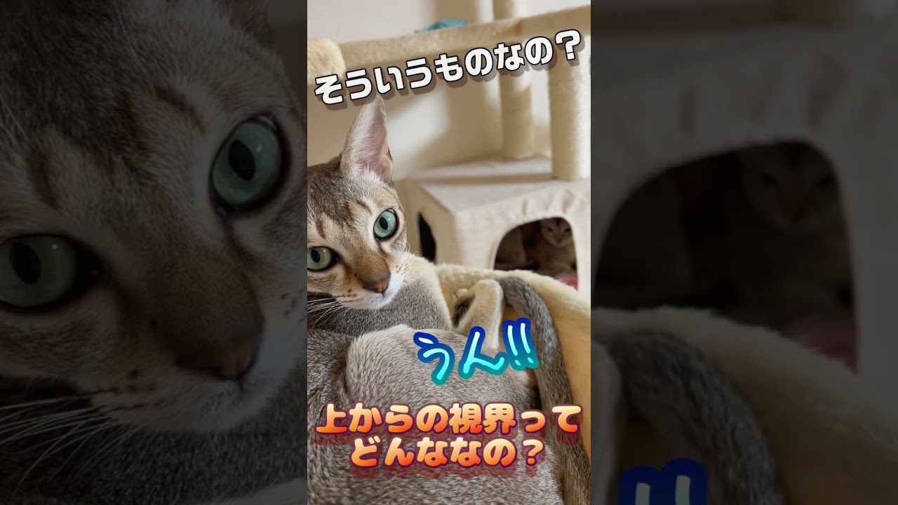 まるで天竜人... #cat #shorts #cute #シンガプーラ #chat #funny #猫 #kucing #猫好きさんと繋がりたい #猫のいる暮らし