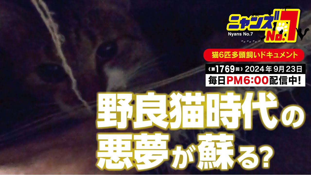 《第1769回》野良猫時代の悪夢が蘇る？