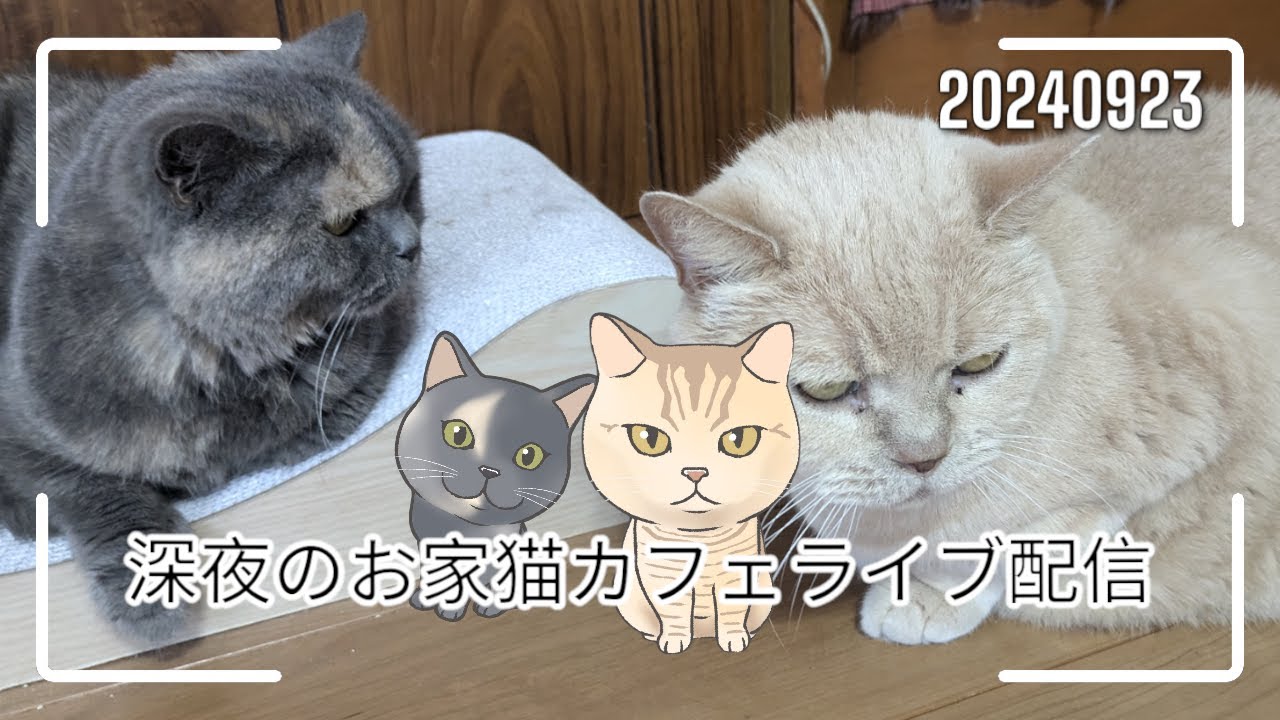 深夜のお家猫カフェライブ配信　１８８