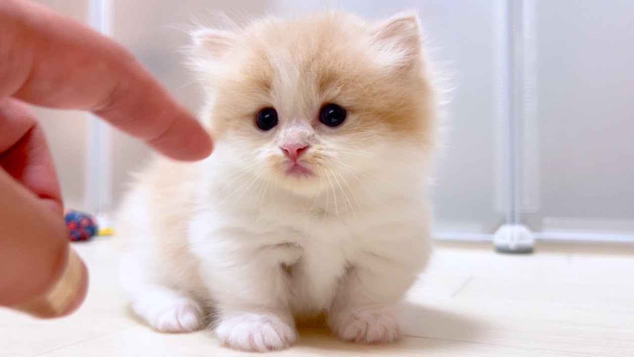 【マンチカンの子猫】指でツンツンしたくなる子猫の件 ～猫のいる生活Vol.1020～出産動画 マンチカン短足・ミヌエット・ペルシャ猫専門ブリーダー『ペット蔵人』【子猫の成長記録】