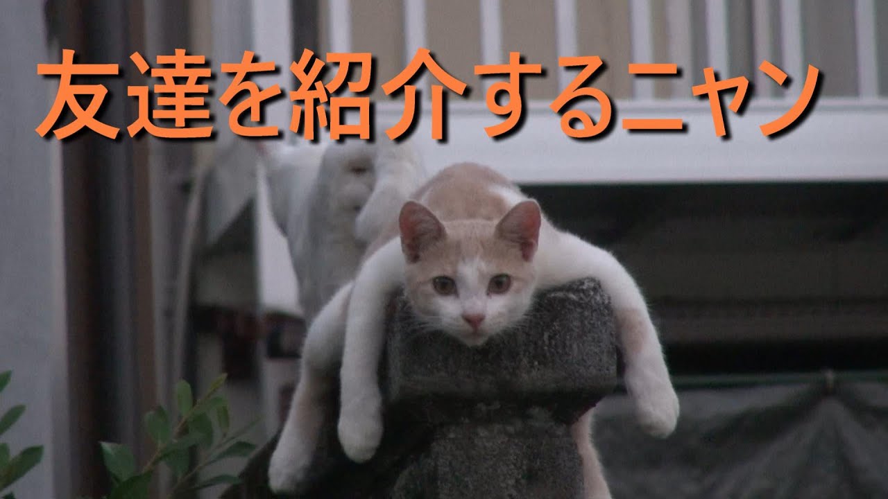 コハク②　新参者"コハク"