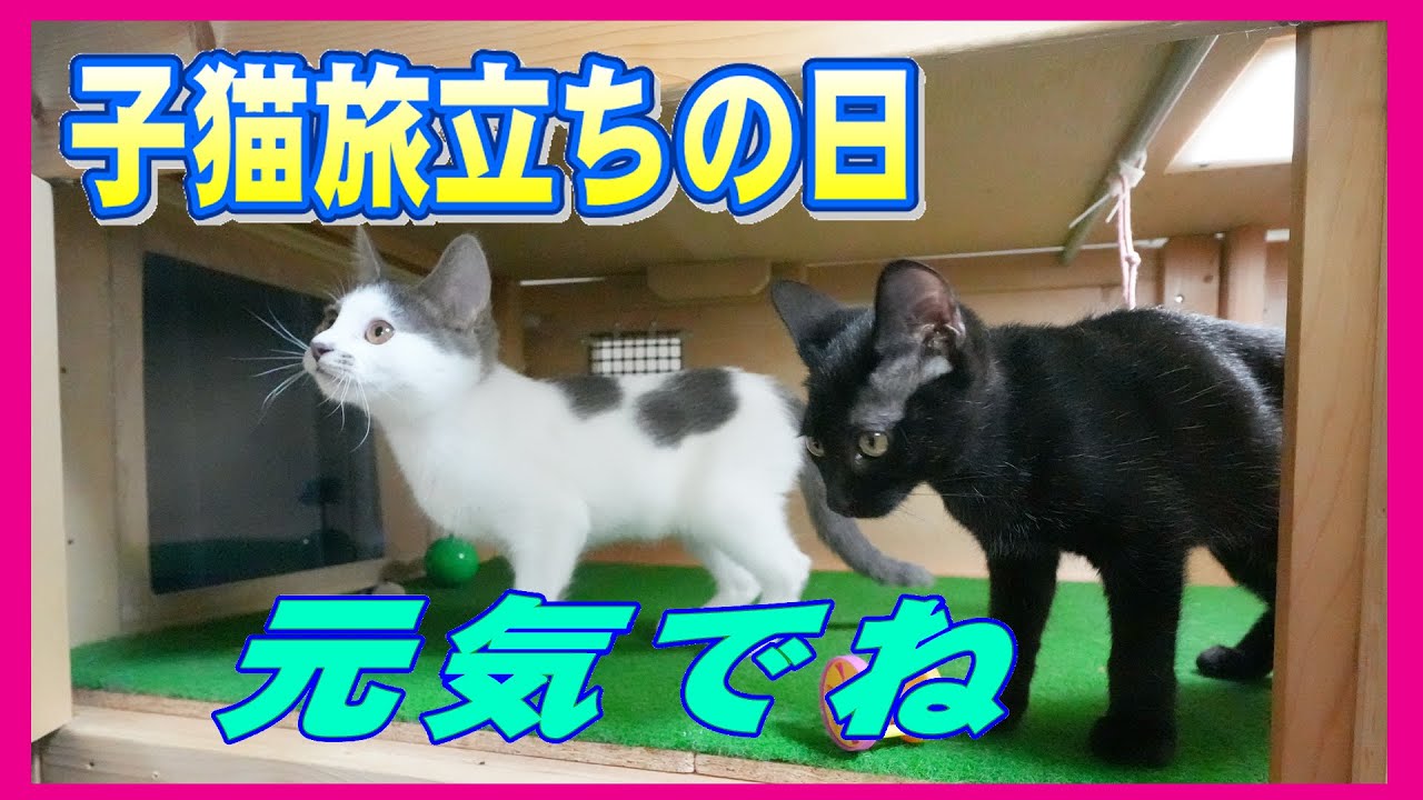 預かり子猫最後の２匹、旅立ちの日が来た！