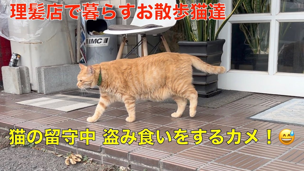 猫がお散歩に出かけてる間に、盗み食いするニホンイシガメ