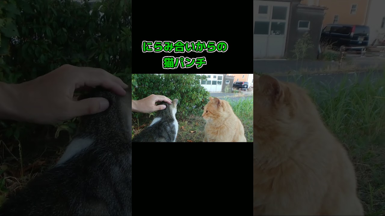 にらみ合いからの猫パンチ #猫動画 #野良猫 #地域猫 #クレタ