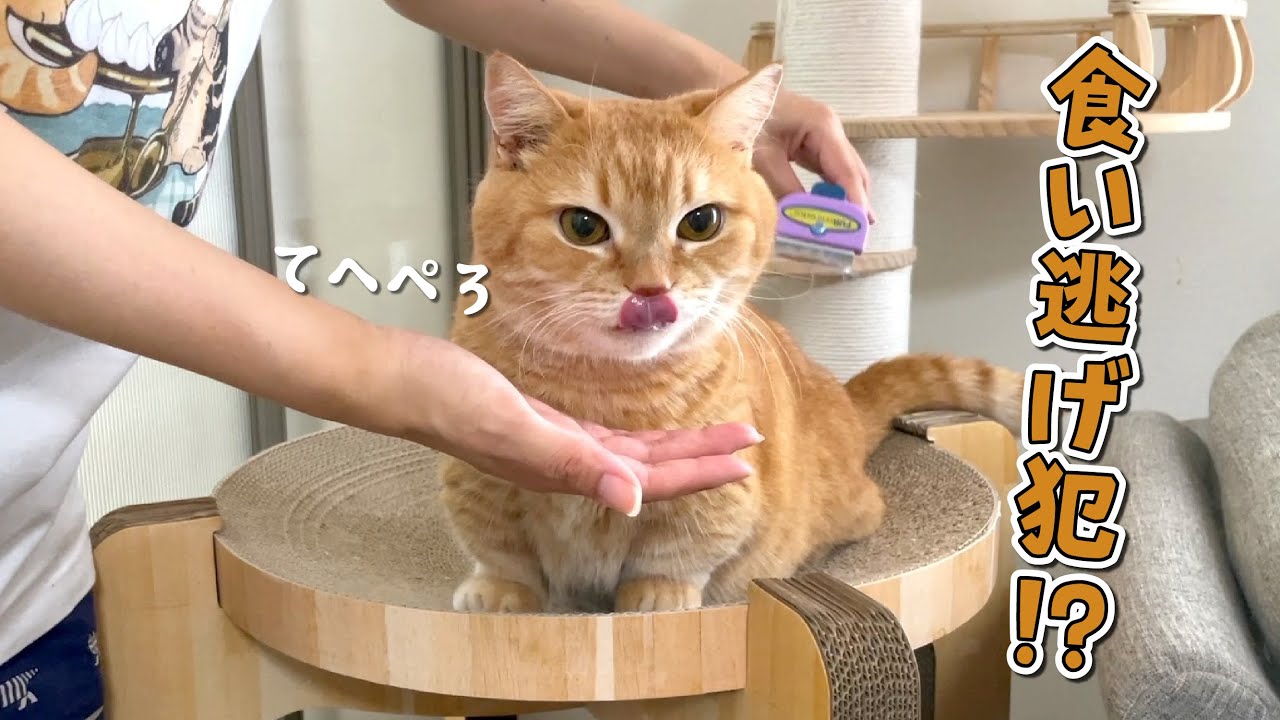 ご褒美だけもらって逃亡しようとする食いしん坊猫が可愛すぎた！