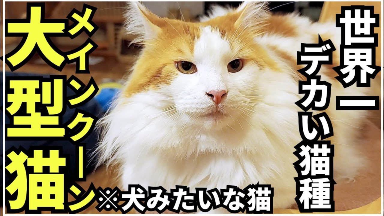 結局、メインクーンが好き。