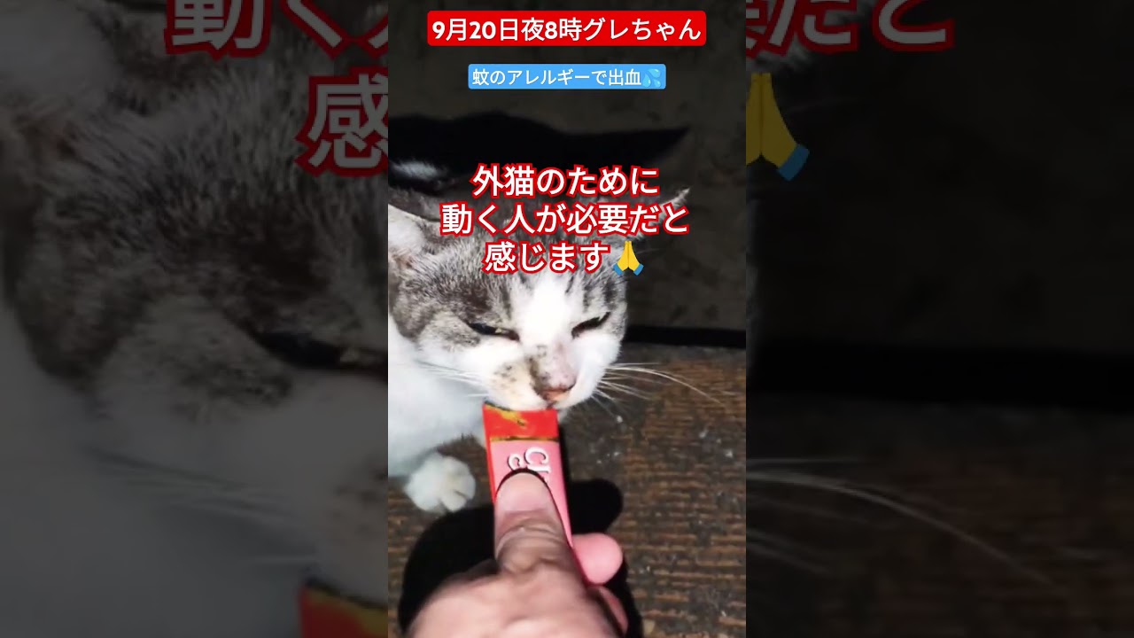 【9月20日夜8時グレちゃん】蚊のアレルギーで出血💦