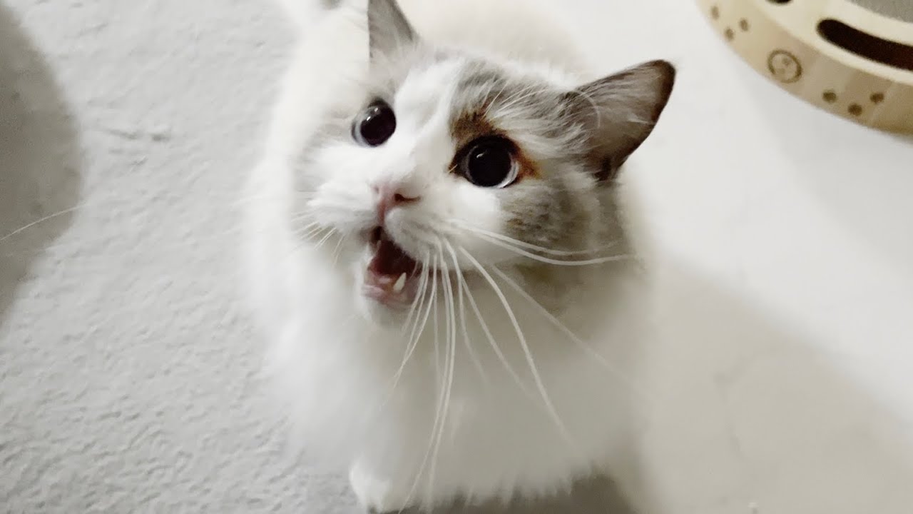 ラグドール猫の鳴き声を真似したら激怒されました。