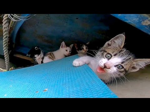 漁港の子猫達がかわい過ぎる