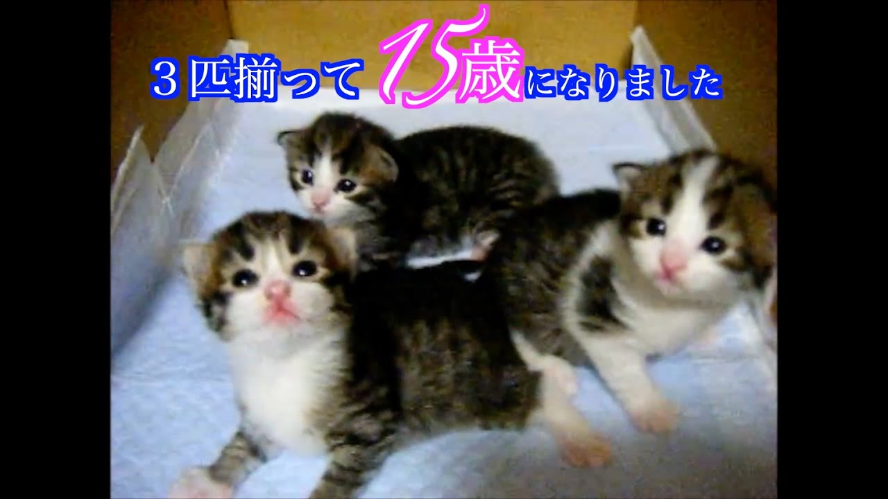 ３にゃん☆１５歳になりました。ノルウェージャンフォレストキャット