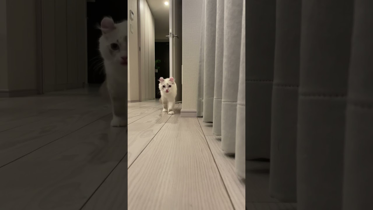 だむっ だむっ だむっ 歩くねこ #アメリカンカール #cat #猫 #猫のいる暮らし #カブとくるり #ねこ#ネコ