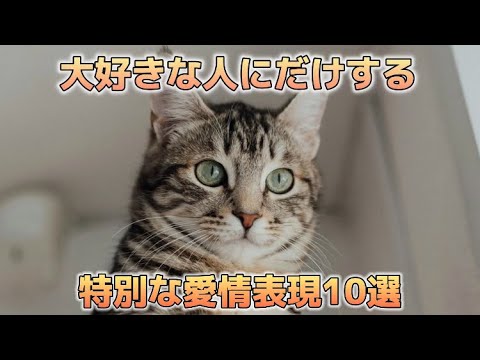 猫が大好きな人に見せる愛情表現10選