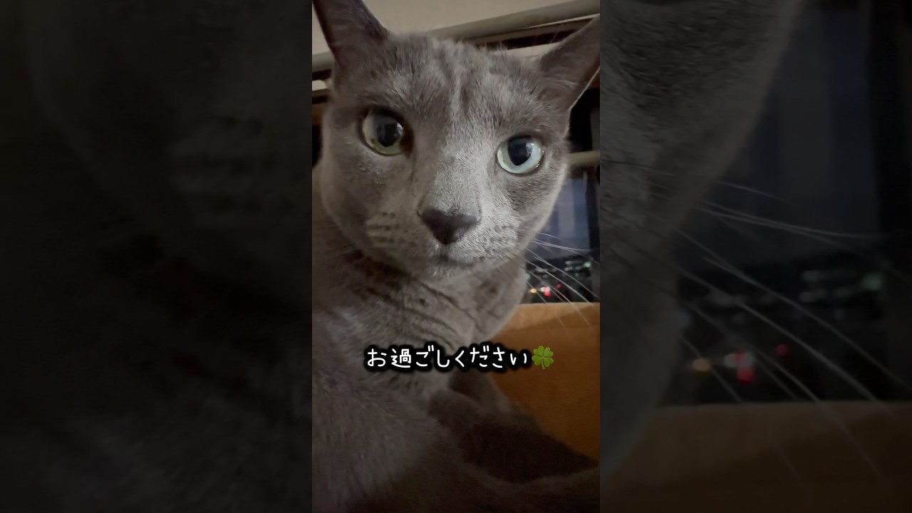 【ロシアンブルー】今朝のめろん〜早朝から元気です😊【猫】#shorts