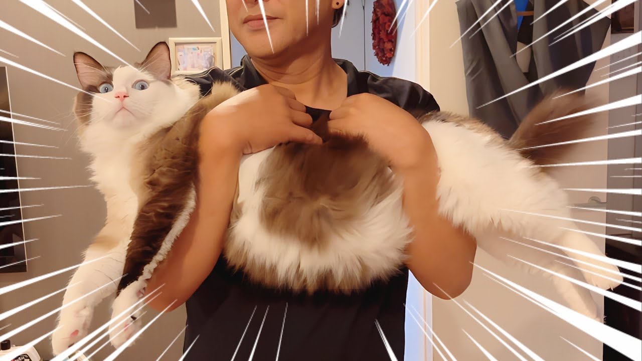 【1歳デカ猫】大きくなりすぎた猫と７キロ痩せたオヤジの遊び😈嫁ガヤ担