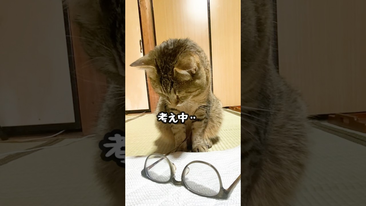 寝坊する飼い主を絶対起こしたい元野良猫が面白すぎる…笑 #元野良猫 #おもしろ #猫ッチョファミリー