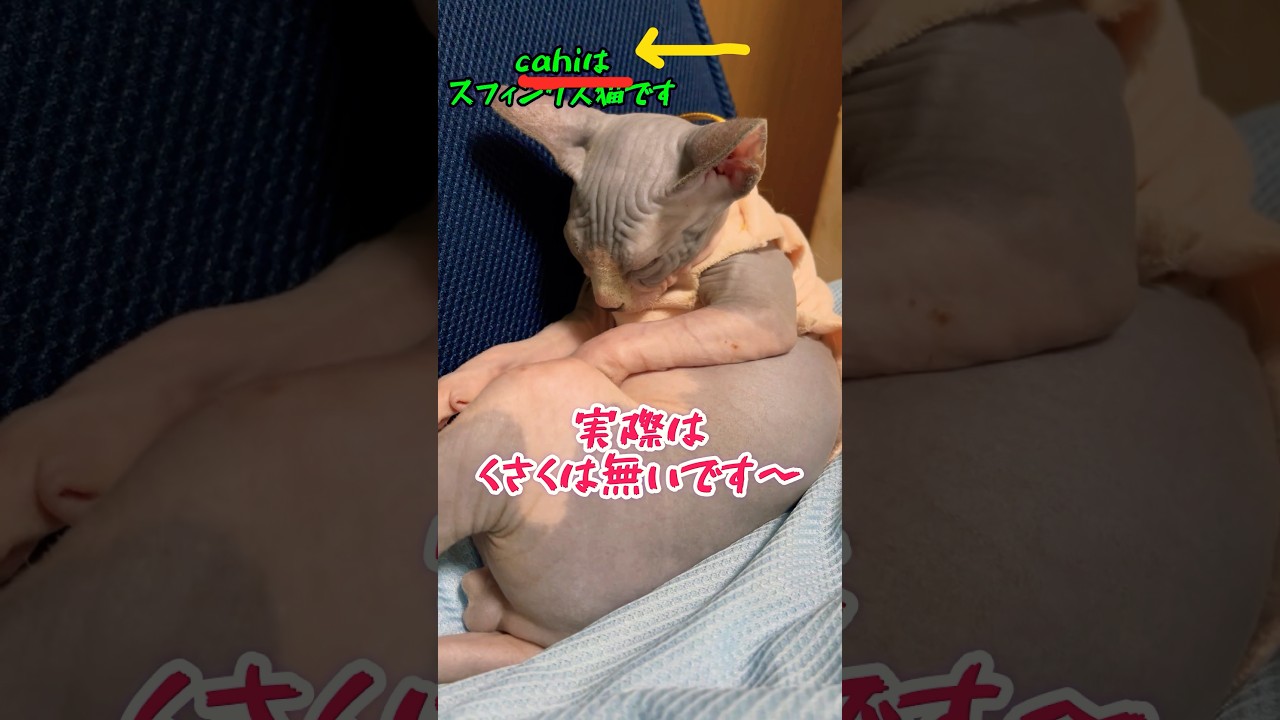 スフィンクス猫の名前についての失態😭#shorts#cat #猫#sphynx #chai