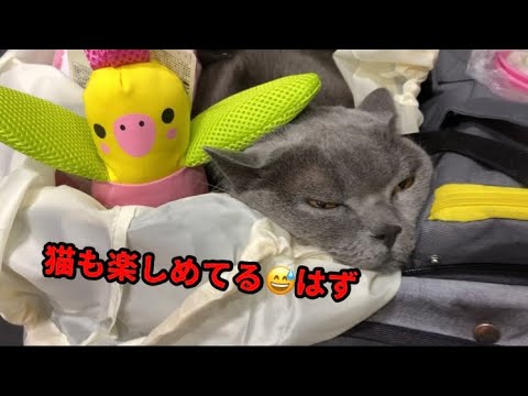 インターペットに行って来たよ #猫のいる暮らし  #ブリティッシュショートヘア #ねこ