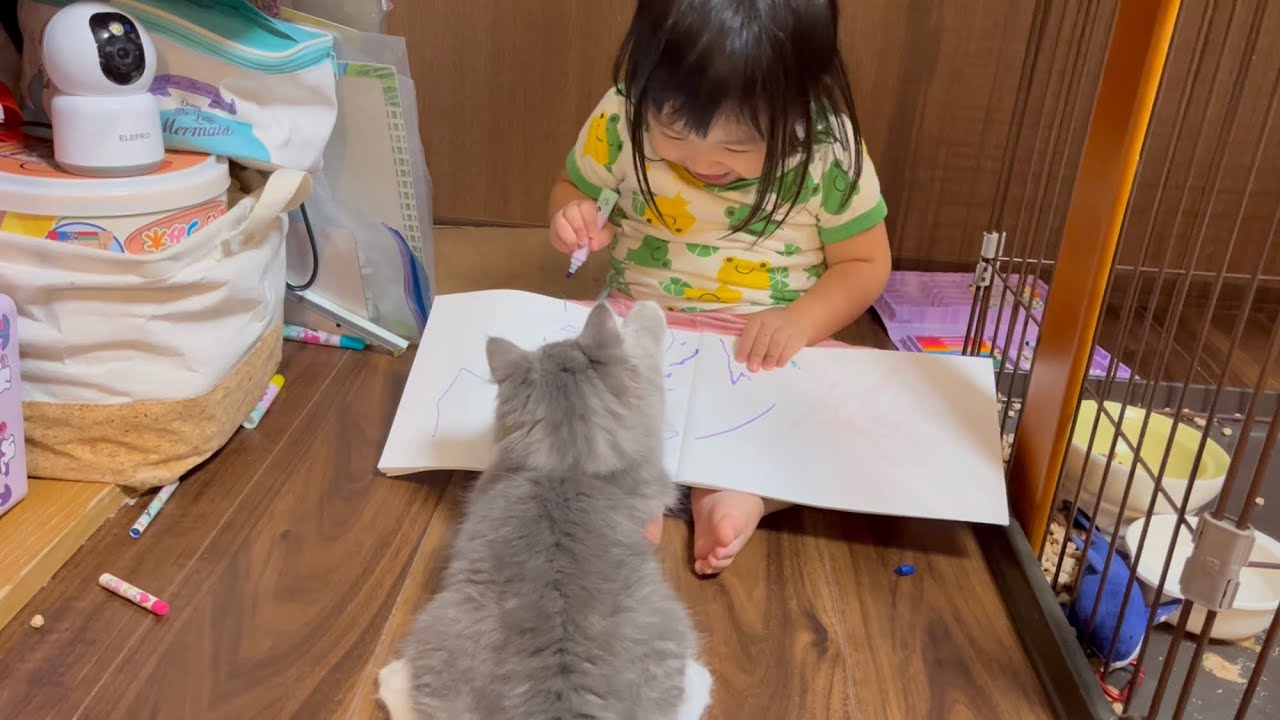 幼児がお絵描きするのを邪魔する猫　サイベリアン
