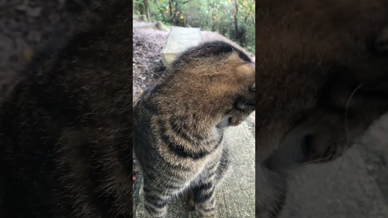 甘えん坊モードに切り替わった猫ニャッハー #Shorts