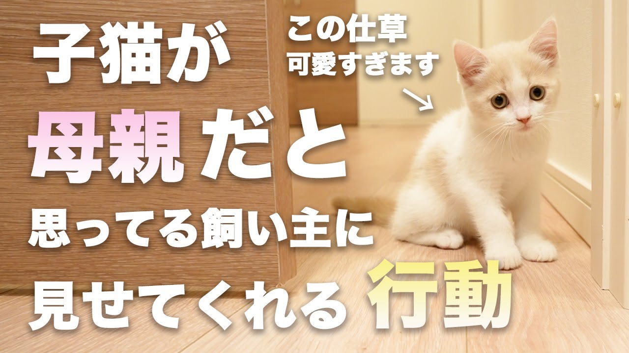 子猫が飼い主を母親だと思って見せてくれる行動