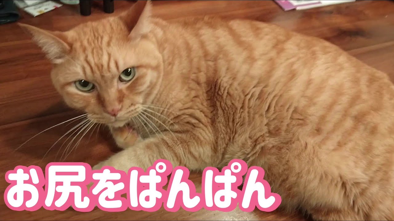 茶トラ猫のお尻をパンパンしたらこんな反応だった