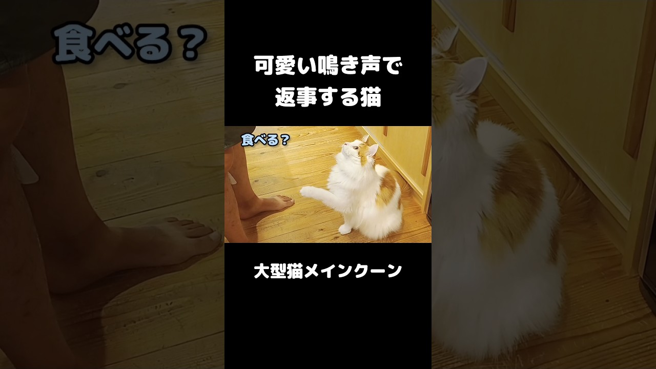 可愛い鳴き声で返事する猫 #メインクーン #猫 #長毛種 #mainecoon #cat #猫のいる暮らし