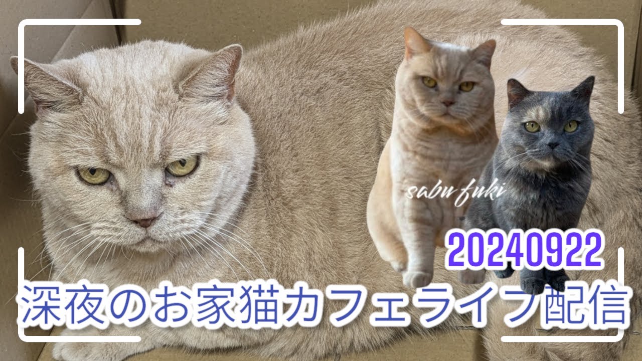 深夜のお家猫カフェライブ配信　１８６